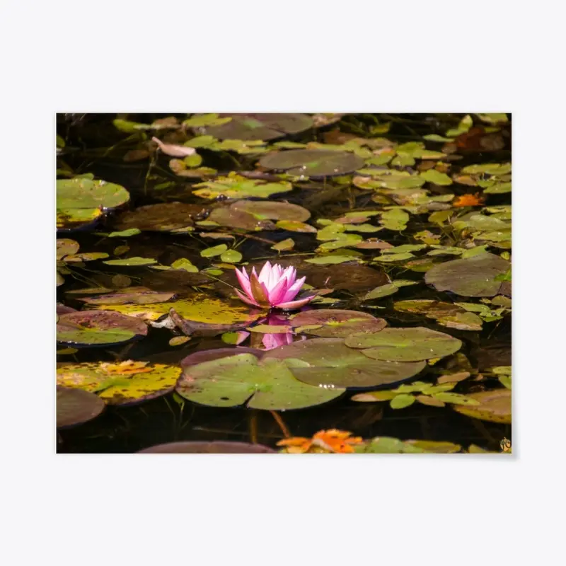 Pink Lily in the Pond