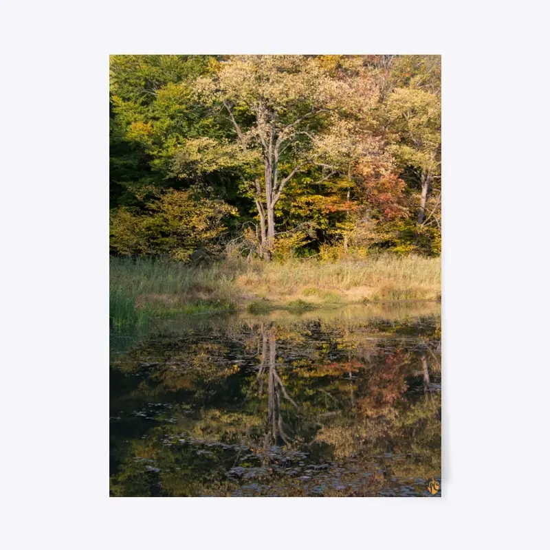 Tree Reflection in the Fall 